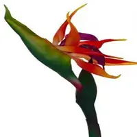 Artificial Bird of Paradise<br>Orange