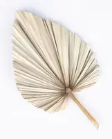 Dried Natural Fan Palm Leaf<br>Beige - Large