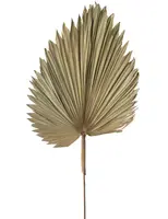Dried Natural Fan Palm Leaf<br>Beige - X Large