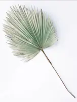 Dried Natural Fan Palm Leaf<br>Grey/Green - X Large