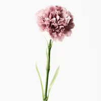 Artificial Carnation-Real Touch<br>Dusty Pink
