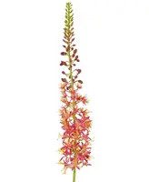 Artificial Eremurus Foxtail Stem<br>Pink