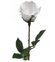 Artificial Ecuador Rose<br>Pure White