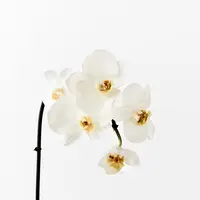 Artificial Phalaenopsis Mini Orchid<br>White 51cm