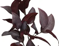 1. Artificial Broad Leaf Gum<br>Plum thumbnail