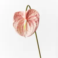 Artificial Anthurium<br>Blush