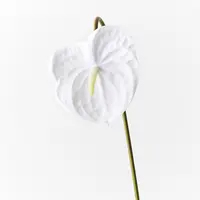 Artificial Anthurium<br>Winter White