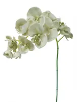 Artificial Phalaenopsis Orchid<br>Antique Green Artificial Phalaenopsis Orchid<br>Antique Green