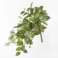 Artificial Hanging Pilea Bush<br>Green 50cm
