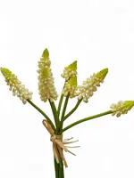 Artificial Grape Hyacinth Bundle<br>Cream