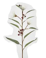 Artificial Flowering Gum<br>White