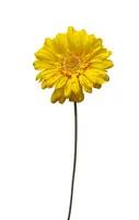 Artificial Gerbera<br>Yellow