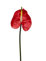 Artificial Anthurium<br>Red