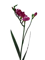 Artificial Freesia Spray<br>Magenta