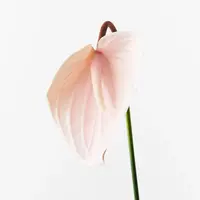 Artificial Anthurium<br>Soft Pink
