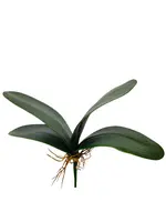 Artificial Phalaenopsis Leaf<br>Green