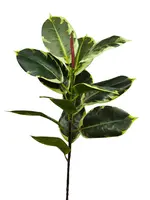 Artificial Rubber Leaf Spray<br>Variegated