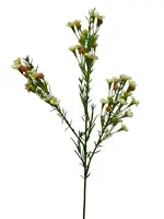Artificial Wax Flower<br>Cream