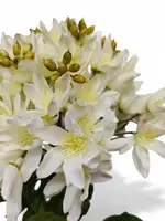 1. Artificial Agapanthus Stem<br>White thumbnail