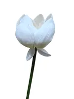 1. Artificial Lotus Flower<br>White thumbnail