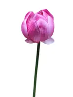1. Artificial Lotus Flower<br>Fuchsia thumbnail