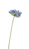 Artificial Agapanthus Stem<br>Blue