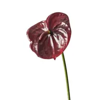 Artificial Anthurium<br>Burgundy